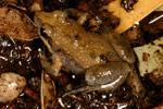 Eastern Sign-bearing Froglet (Crinia parinsignifera) Copyright Amphibian Research Centre.