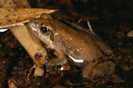 Eastern Sign-bearing Froglet (Crinia parinsignifera) Copyright Amphibian Research Centre.