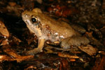 Eastern Sign-bearing Froglet (Crinia parinsignifera) Copyright Amphibian Research Centre.