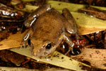 Eastern Sign-bearing Froglet (Crinia parinsignifera) Copyright Amphibian Research Centre.