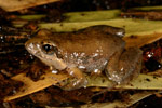 Eastern Sign-bearing Froglet (Crinia parinsignifera) Copyright Amphibian Research Centre.