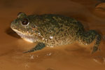 Water-holding Frog (Cyclorana platycephala) Copyright Amphibian Research Centre.