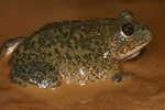 Water-holding Frog (Cyclorana platycephala) Copyright Amphibian Research Centre.