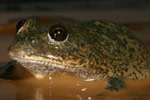 Water-holding Frog (Cyclorana platycephala) Copyright Amphibian Research Centre.