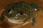 Water-holding Frog (Cyclorana platycephala) Copyright Amphibian Research Centre.