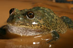 Water-holding Frog (Cyclorana platycephala) Copyright Amphibian Research Centre.