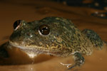 Water-holding Frog (Cyclorana platycephala) Copyright Amphibian Research Centre.