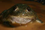 Water-holding Frog (Cyclorana platycephala) Copyright Amphibian Research Centre.