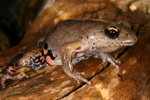 Victorian Smooth Froglet (Geocrinia victoriana) Copyright Amphibian Research Centre.