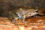 Victorian Smooth Froglet (Geocrinia victoriana) Copyright Amphibian Research Centre.