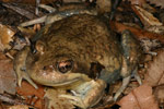 Eastern Banjo Frog (Limnodynastes dumerili) Copyright Amphibian Research Centre.