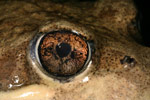Eastern Banjo Frog (Limnodynastes dumerili) Copyright Amphibian Research Centre.
