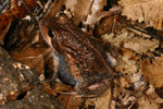 Eastern Banjo Frog (Limnodynastes dumerili) Copyright Amphibian Research Centre.