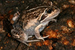 Eastern Banjo Frog (Limnodynastes dumerili) Copyright Amphibian Research Centre.