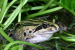 Striped Marsh Frog (Limnodynastes peroni) Copyright Amphibian Research Centre.