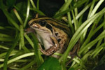 Striped Marsh Frog (Limnodynastes peroni) Copyright Amphibian Research Centre.