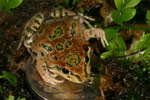 Spotted Marsh Frog (Limnodynastes tasmaniensis) Copyright Amphibian Research Centre.