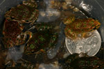 Spotted Marsh Frog (Limnodynastes tasmaniensis) Copyright Amphibian Research Centre.