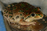 Spotted Marsh Frog (Limnodynastes tasmaniensis) Copyright Amphibian Research Centre.