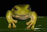 Green Tree Frog (Litoria caerulea) Copyright Amphibian Research Centre.