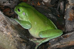 Green Tree Frog (Litoria caerulea) Copyright Amphibian Research Centre.
