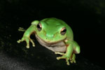 Green Tree Frog (Litoria caerulea) Copyright Amphibian Research Centre.