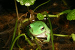 Green Tree Frog (Litoria caerulea) Copyright Amphibian Research Centre.