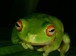 Red-eyed Tree Frog (Litoria chloris) Copyright Amphibian Research Centre.