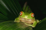 Red-eyed Tree Frog (Litoria chloris) Copyright Amphibian Research Centre.