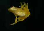 Red-eyed Tree Frog (Litoria chloris) Copyright Amphibian Research Centre.