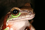 Blue Mountains Tree Frog (Litoria citropa) Copyright Amphibian Research Centre.