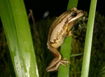 Southern Brown Tree Frog (Litoria ewingi) Copyright Amphibian Research Centre.