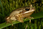Southern Brown Tree Frog (Litoria ewingi) Copyright Amphibian Research Centre.