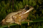 Southern Brown Tree Frog (Litoria ewingi) Copyright Amphibian Research Centre.