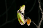 Eastern Dwarf Tree Frog (Litoria fallax) Copyright Amphibian Research Centre.
