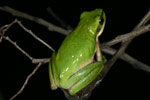 Eastern Dwarf Tree Frog (Litoria fallax) Copyright Amphibian Research Centre.