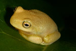 Dainty Tree Frog (Litoria gracilenta) Copyright Amphibian Research Centre.