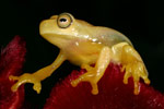Dainty Tree Frog (Litoria gracilenta) Copyright Amphibian Research Centre.