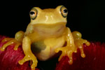 Dainty Tree Frog (Litoria gracilenta) Copyright Amphibian Research Centre.