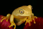 Dainty Tree Frog (Litoria gracilenta) Copyright Amphibian Research Centre.