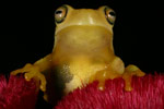 Dainty Tree Frog (Litoria gracilenta) Copyright Amphibian Research Centre.