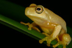 Dainty Tree Frog (Litoria gracilenta) Copyright Amphibian Research Centre.