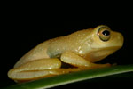 Dainty Tree Frog (Litoria gracilenta) Copyright Amphibian Research Centre.