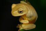 Dainty Tree Frog (Litoria gracilenta) Copyright Amphibian Research Centre.