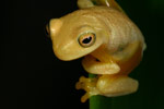 Dainty Tree Frog (Litoria gracilenta) Copyright Amphibian Research Centre.
