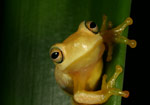 Dainty Tree Frog (Litoria gracilenta) Copyright Amphibian Research Centre.