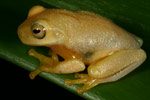 Dainty Tree Frog (Litoria gracilenta) Copyright Amphibian Research Centre.