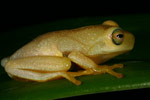 Dainty Tree Frog (Litoria gracilenta) Copyright Amphibian Research Centre.
