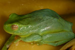 Dainty Tree Frog (Litoria gracilenta) Copyright Amphibian Research Centre.