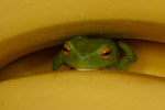 Dainty Tree Frog (Litoria gracilenta) Copyright Amphibian Research Centre.